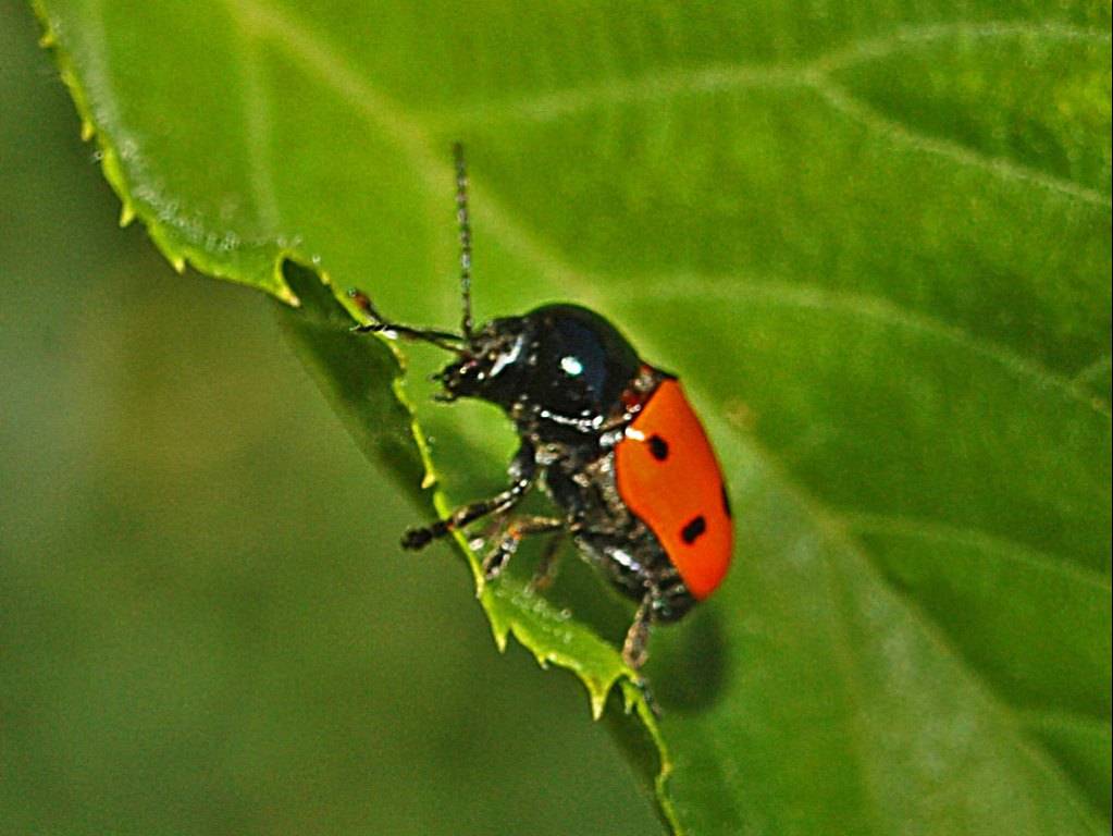 Un piccolo chrysomelidae rosso con puntini neri